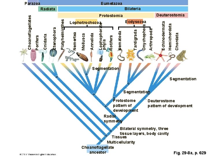 Parazoa Eumetazoa Bilateria Chordata Hemichordata Arthropoda Onychophora Tardigrada Nematoda Rotifera Lophophorate phyla Annelida Mollusca