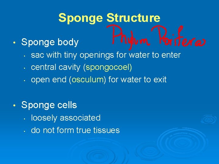 Sponge Structure • Sponge body • • sac with tiny openings for water to