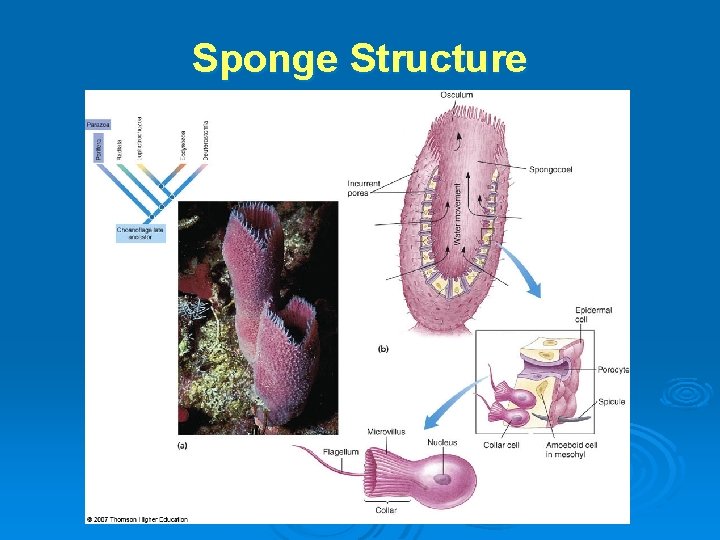 Sponge Structure 