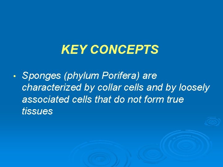 KEY CONCEPTS • Sponges (phylum Porifera) are characterized by collar cells and by loosely