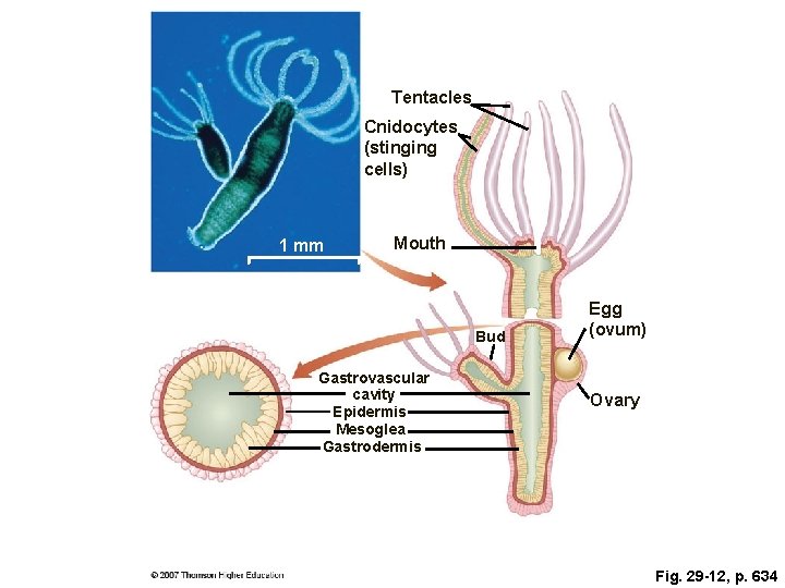 Tentacles Cnidocytes (stinging cells) 1 mm Mouth Bud Gastrovascular cavity Epidermis Mesoglea Gastrodermis Egg