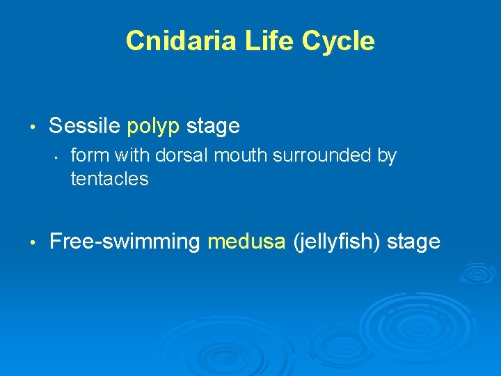 Cnidaria Life Cycle • Sessile polyp stage • • form with dorsal mouth surrounded