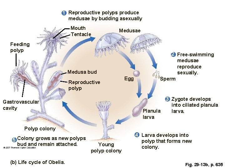 1 Reproductive polyps produce medusae by budding asexually Mouth Tentacle Medusae Feeding polyp Medusa