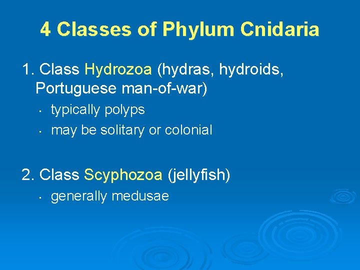 4 Classes of Phylum Cnidaria 1. Class Hydrozoa (hydras, hydroids, Portuguese man-of-war) • •