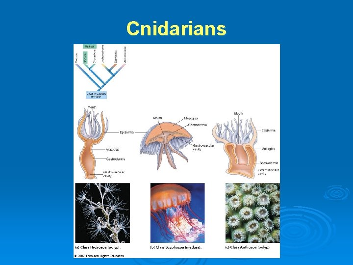 Cnidarians 