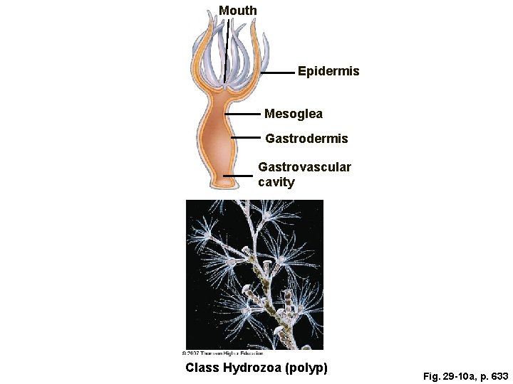 Mouth Epidermis Mesoglea Gastrodermis Gastrovascular cavity Class Hydrozoa (polyp) Fig. 29 -10 a, p.