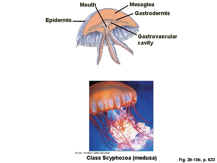 Mouth Mesoglea Gastrodermis Epidermis Gastrovascular cavity Class Scyphozoa (medusa) Fig. 29 -10 b, p.