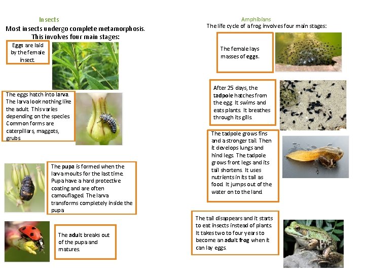 Insects Most insects undergo complete metamorphosis. This involves four main stages: Eggs are laid