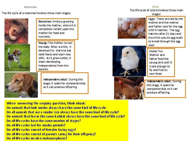 Mammals The life cycle of a mammal involves three main stages: Gestation: Embryo growing