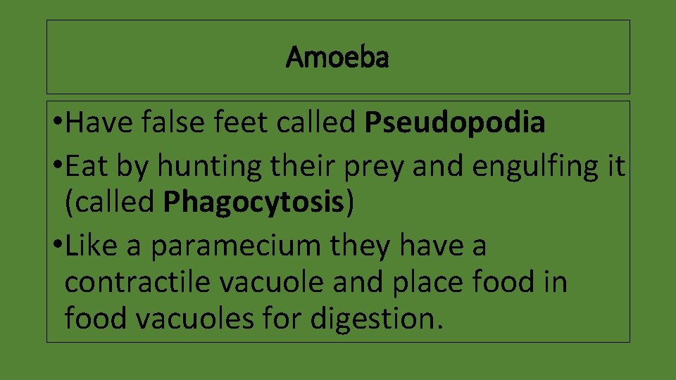 Amoeba • Have false feet called Pseudopodia • Eat by hunting their prey and
