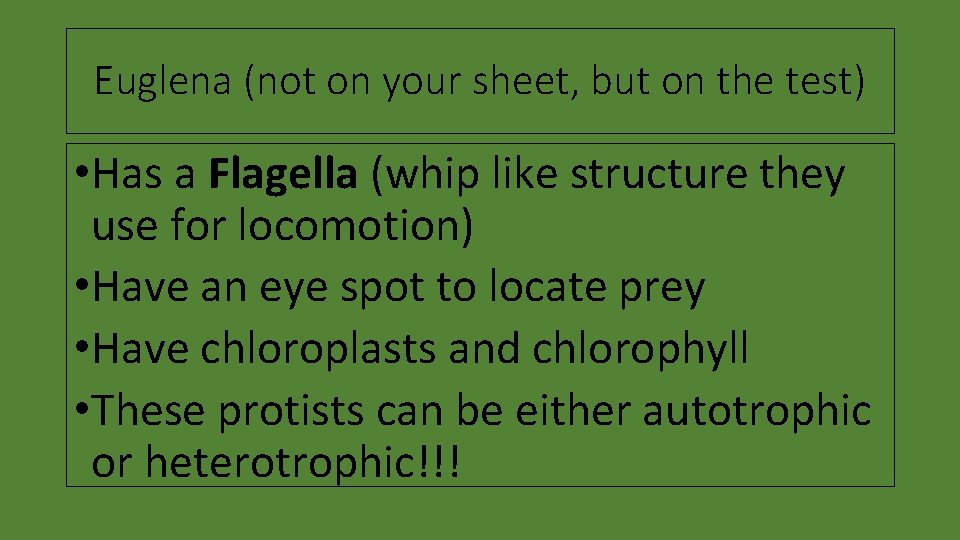 Euglena (not on your sheet, but on the test) • Has a Flagella (whip