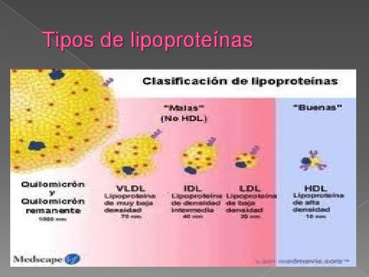 Tipos de lipoproteínas 