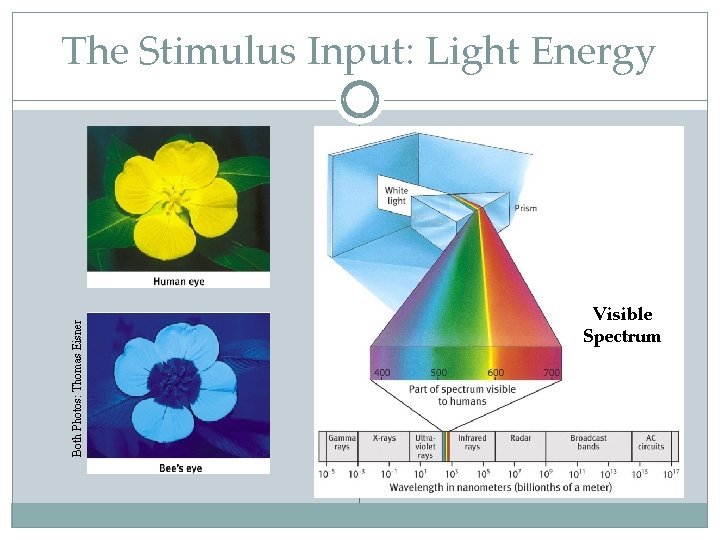 Both Photos: Thomas Eisner The Stimulus Input: Light Energy Visible Spectrum 