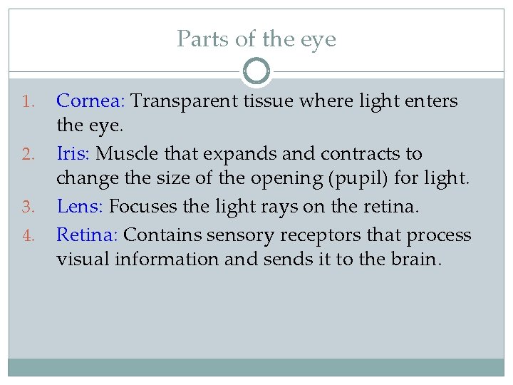 Parts of the eye 1. 2. 3. 4. Cornea: Transparent tissue where light enters