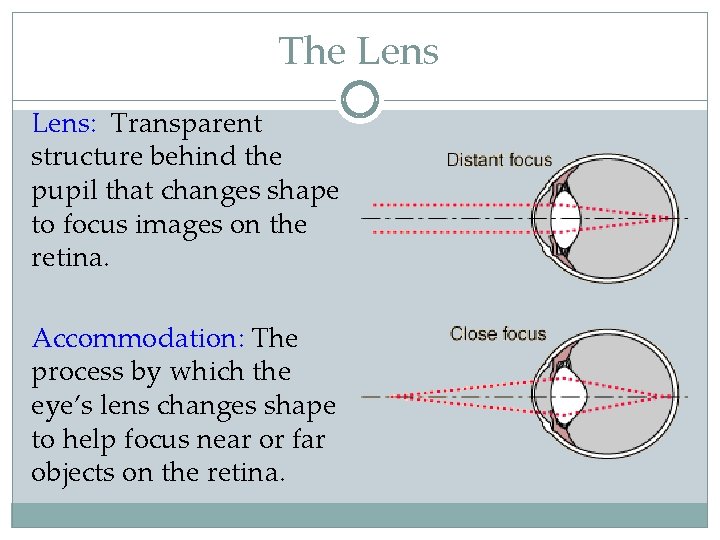 The Lens: Transparent structure behind the pupil that changes shape to focus images on