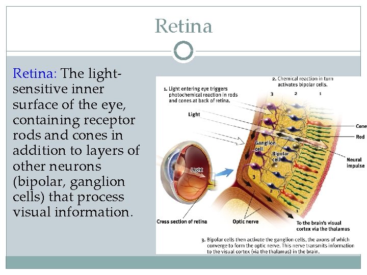 Retina: The lightsensitive inner surface of the eye, containing receptor rods and cones in