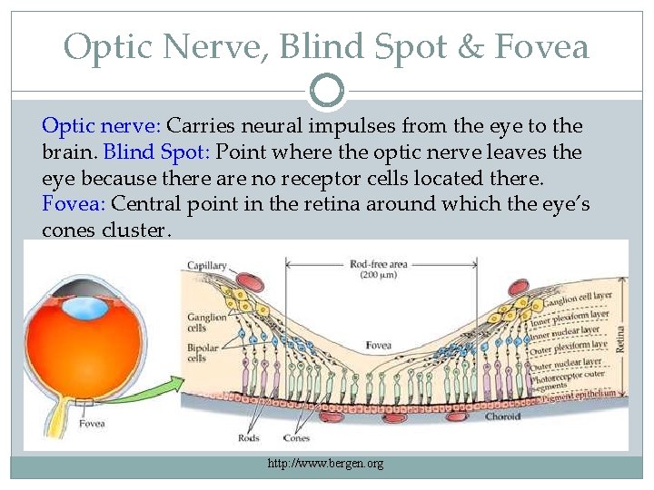 Optic Nerve, Blind Spot & Fovea Optic nerve: Carries neural impulses from the eye