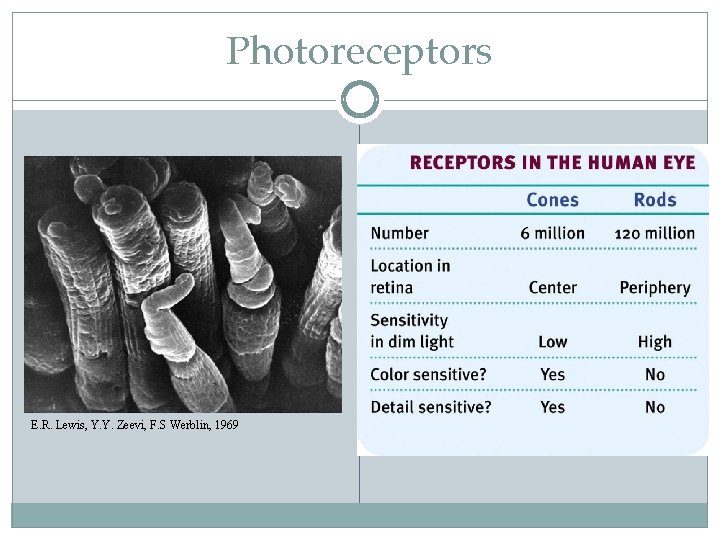 Photoreceptors E. R. Lewis, Y. Y. Zeevi, F. S Werblin, 1969 