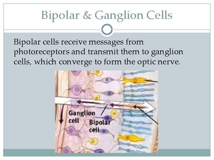 Bipolar & Ganglion Cells Bipolar cells receive messages from photoreceptors and transmit them to