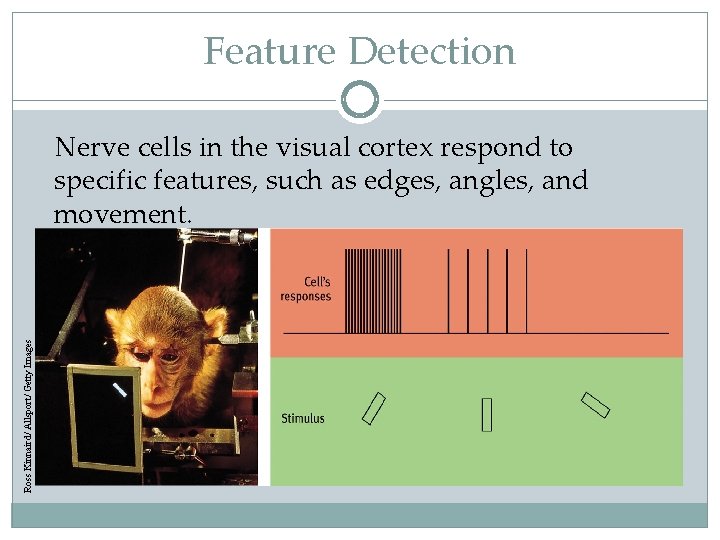 Feature Detection Ross Kinnaird/ Allsport/ Getty Images Nerve cells in the visual cortex respond