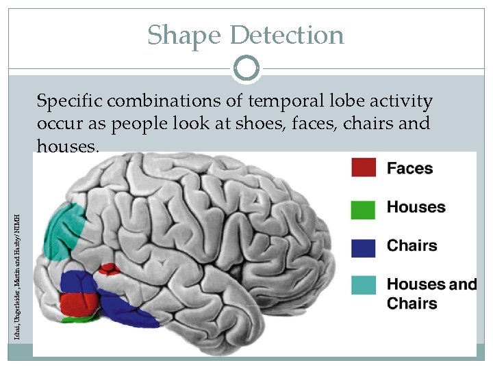 Shape Detection Ishai, Ungerleider, Martin and Haxby/ NIMH Specific combinations of temporal lobe activity