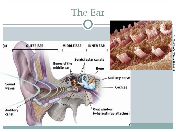 The Ear Dr. Fred Hossler/ Visuals Unlimited 