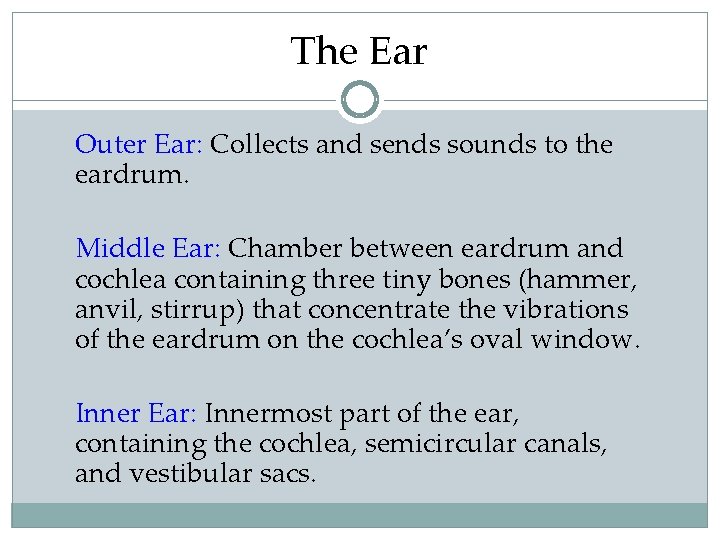 The Ear Outer Ear: Collects and sends sounds to the eardrum. Middle Ear: Chamber