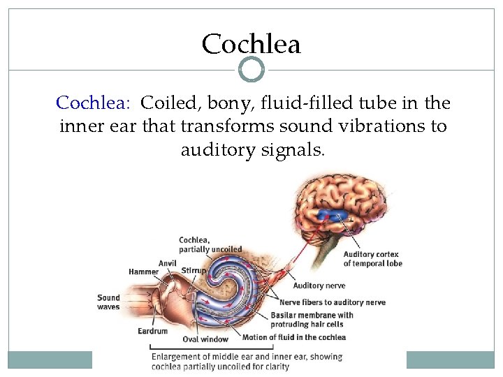 Cochlea: Coiled, bony, fluid-filled tube in the inner ear that transforms sound vibrations to