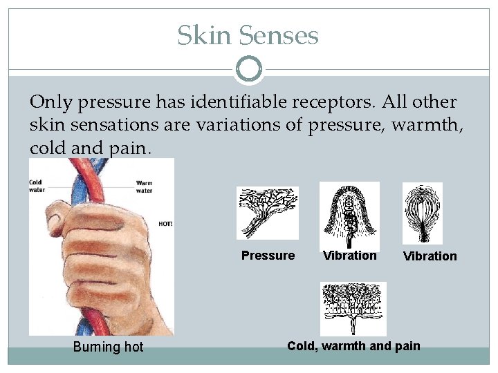 Skin Senses Only pressure has identifiable receptors. All other skin sensations are variations of