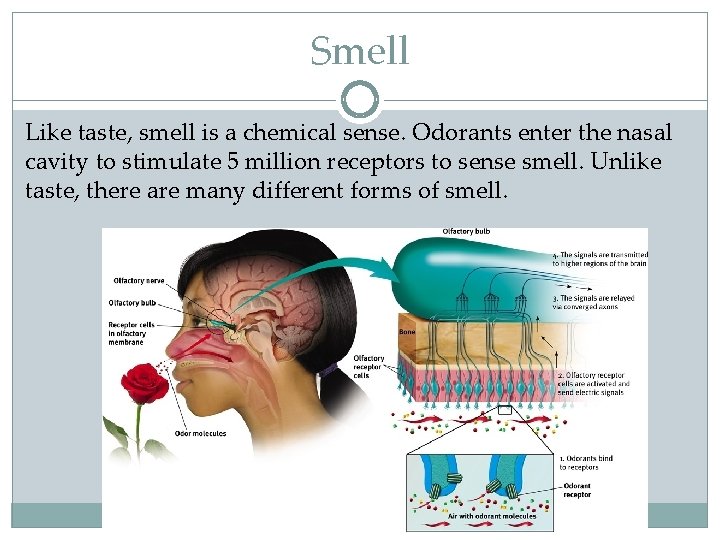 Smell Like taste, smell is a chemical sense. Odorants enter the nasal cavity to