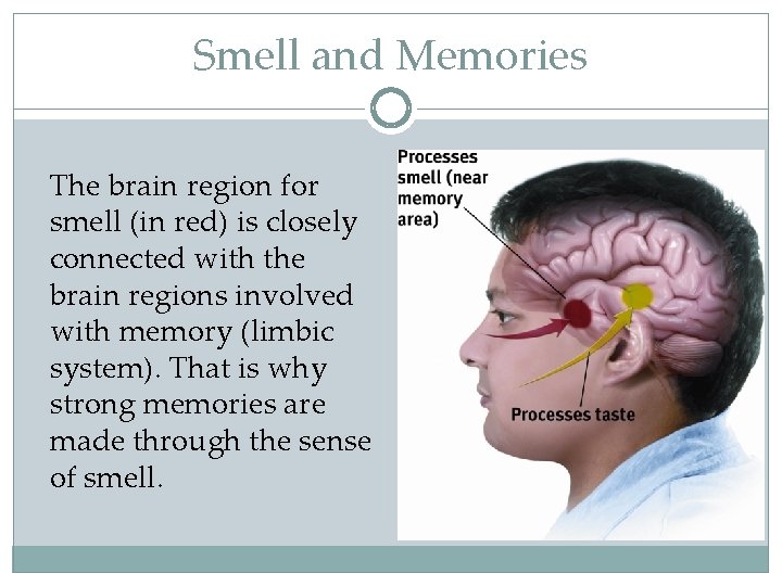 Smell and Memories The brain region for smell (in red) is closely connected with