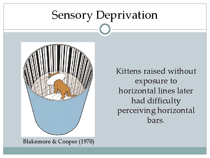 Sensory Deprivation Kittens raised without exposure to horizontal lines later had difficulty perceiving horizontal