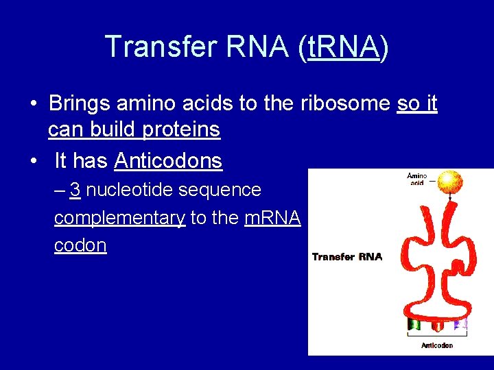 Transfer RNA (t. RNA) • Brings amino acids to the ribosome so it can