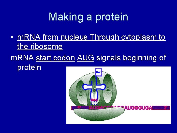 Making a protein • m. RNA from nucleus Through cytoplasm to the ribosome m.