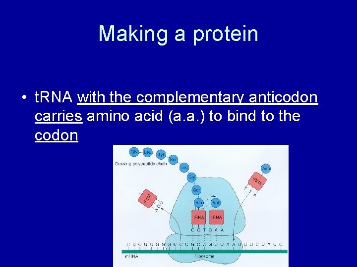 Making a protein • t. RNA with the complementary anticodon carries amino acid (a.