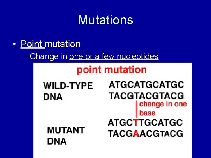 Mutations • Point mutation – Change in one or a few nucleotides 