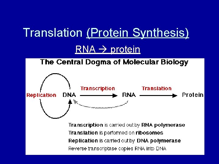 Translation (Protein Synthesis) RNA protein 