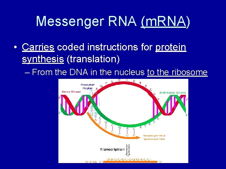 Messenger RNA (m. RNA) • Carries coded instructions for protein synthesis (translation) – From