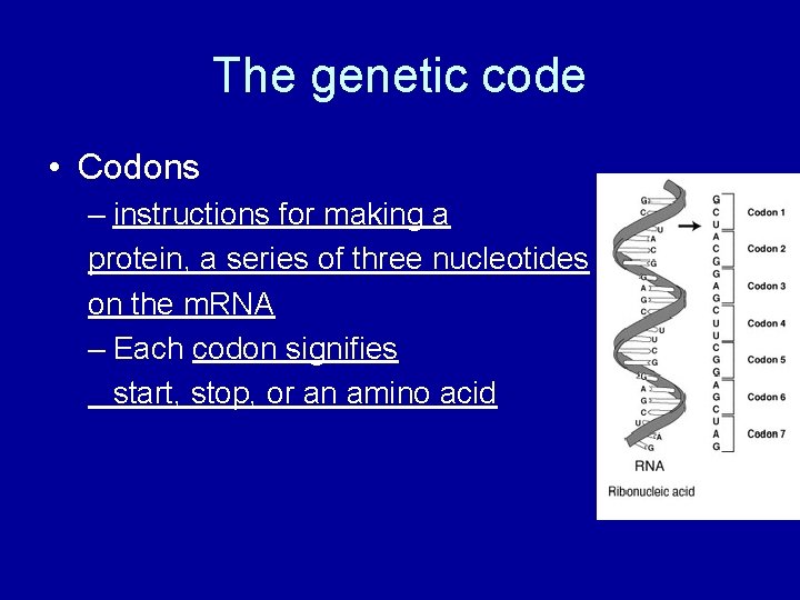 The genetic code • Codons – instructions for making a protein, a series of