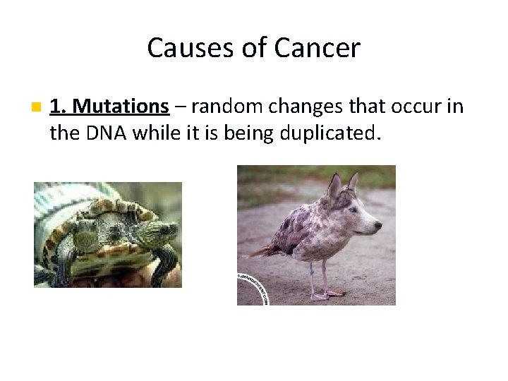 Causes of Cancer n 1. Mutations – random changes that occur in the DNA