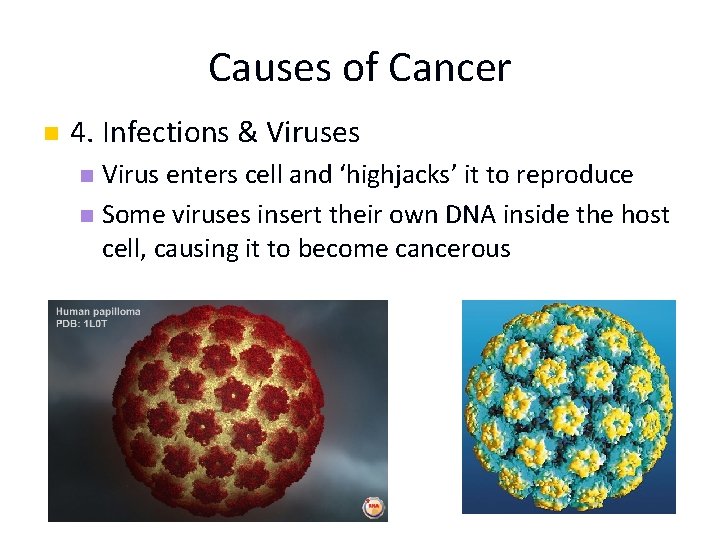 Causes of Cancer n 4. Infections & Viruses Virus enters cell and ‘highjacks’ it