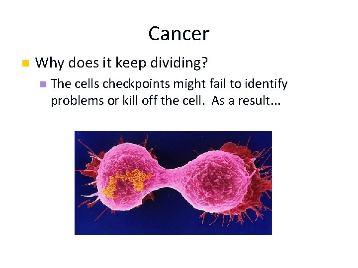 Cancer n Why does it keep dividing? n The cells checkpoints might fail to