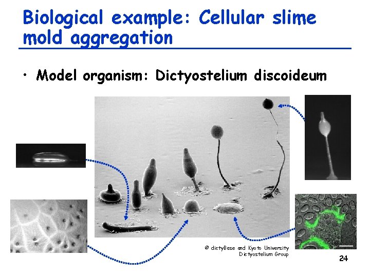 Biological example: Cellular slime mold aggregation • Model organism: Dictyostelium discoideum © dicty. Base
