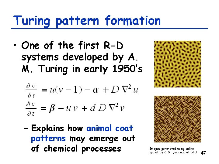 Turing pattern formation • One of the first R-D systems developed by A. M.