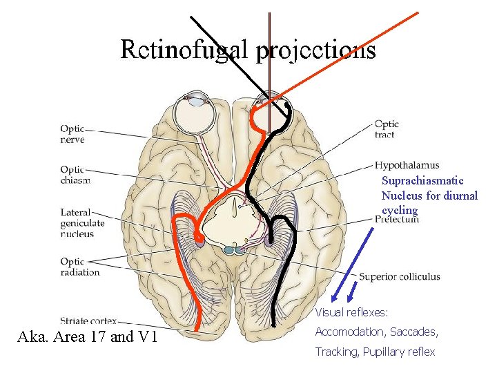 Suprachiasmatic Nucleus for diurnal cycling Visual reflexes: Aka. Area 17 and V 1 Accomodation,