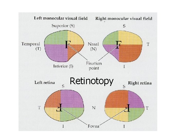 Retinotopy 