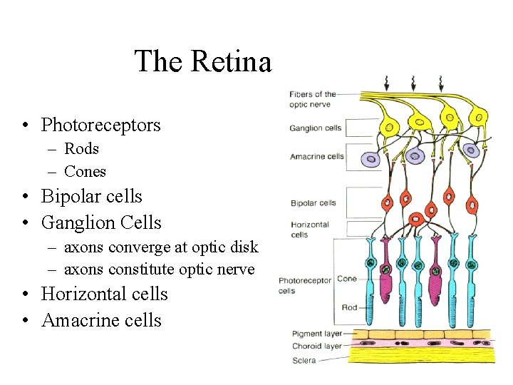 The Retina • Photoreceptors – Rods – Cones • Bipolar cells • Ganglion Cells