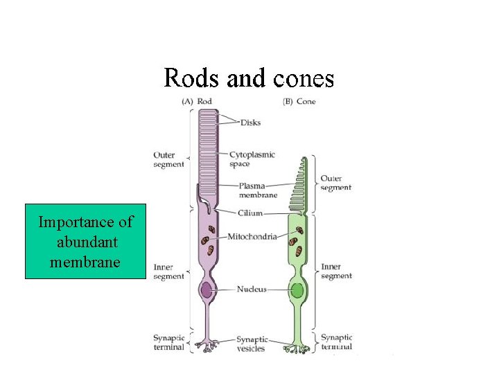 Importance of abundant membrane 