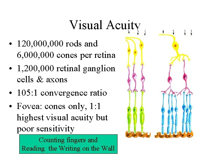 Visual Acuity • 120, 000 rods and 6, 000 cones per retina • 1,