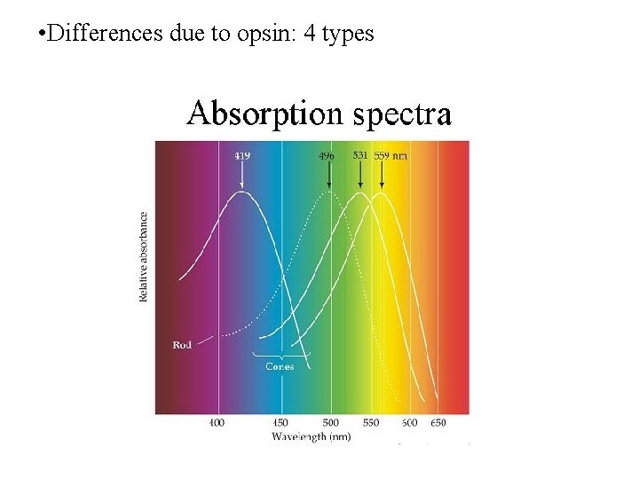  • Differences due to opsin: 4 types 